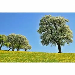 Online Orchards Cleveland Select Flowering Pear Tree Bare Root 9 Online Orchards Cleveland Select Flowering Pear Tree Bare Root -Online Orchards store online orchards ornamental trees flpr001 1f 1000