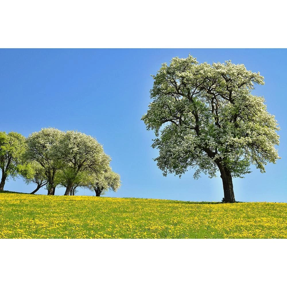 Online Orchards Cleveland Select Flowering Pear Tree Bare Root 4 Online Orchards Cleveland Select Flowering Pear Tree Bare Root - Image 4