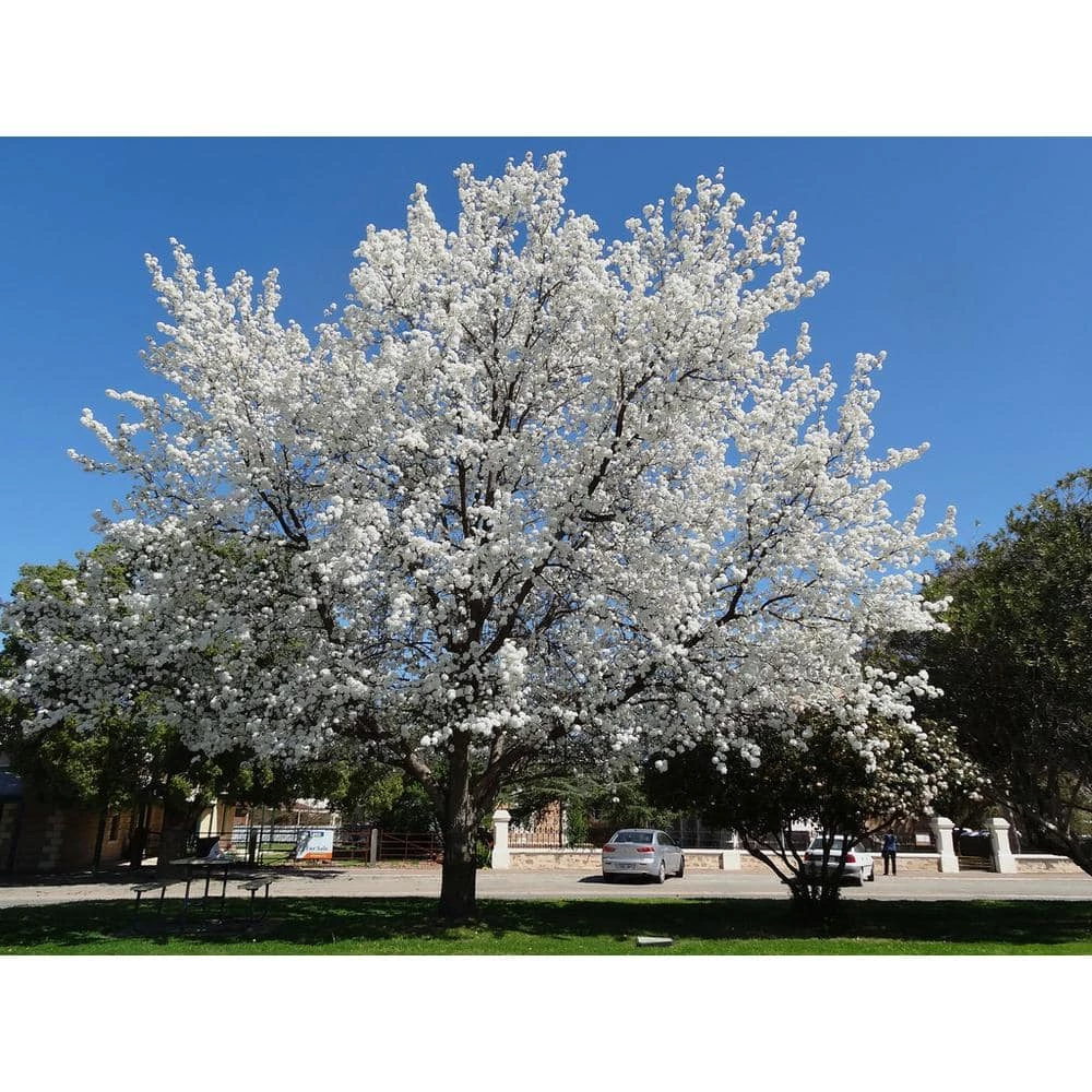 Online Orchards Cleveland Select Flowering Pear Tree Bare Root 3 Online Orchards Cleveland Select Flowering Pear Tree Bare Root - Image 3