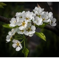 Online Orchards Cleveland Select Flowering Pear Tree Bare Root