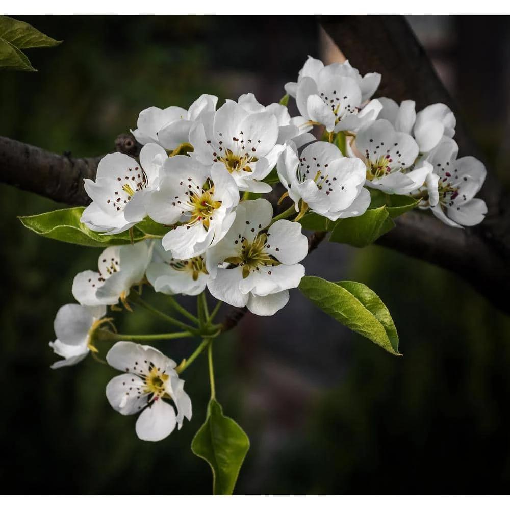 Online Orchards Cleveland Select Flowering Pear Tree Bare Root 1 Online Orchards Cleveland Select Flowering Pear Tree Bare Root