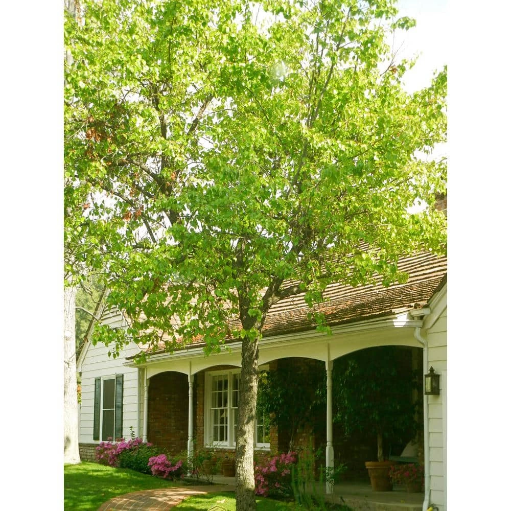 Online Orchards Cleveland Select Flowering Pear Tree Bare Root 6 Online Orchards Cleveland Select Flowering Pear Tree Bare Root - Image 6
