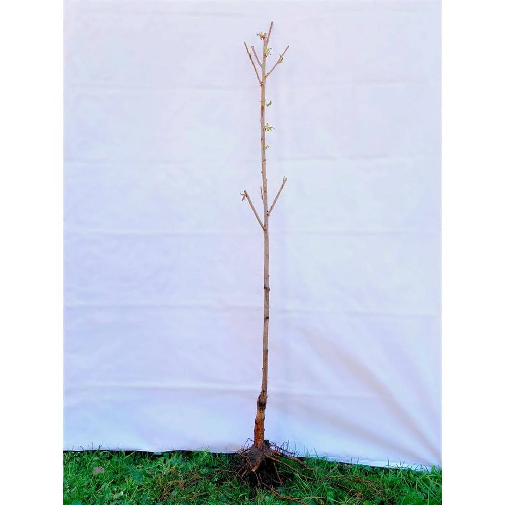 Online Orchards Cleveland Select Flowering Pear Tree Bare Root 2 Online Orchards Cleveland Select Flowering Pear Tree Bare Root - Image 2