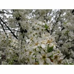 Online Orchards Cleveland Select Flowering Pear Tree Bare Root 10 Online Orchards Cleveland Select Flowering Pear Tree Bare Root -Online Orchards store online orchards ornamental trees flpr001 fa 1000