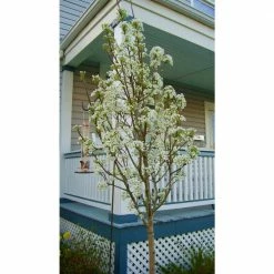 Online Orchards Redspire Flowering Pear Tree (Bare Root, 3 t. to 4 ft. Tall) -Online Orchards store online orchards ornamental trees flpr002 1f 1000