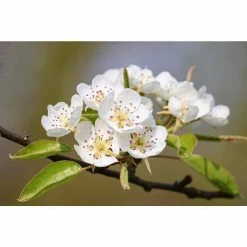 Online Orchards Redspire Flowering Pear Tree (Bare Root, 3 t. to 4 ft. Tall) -Online Orchards store online orchards ornamental trees flpr002 44 1000
