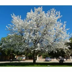 Online Orchards Redspire Flowering Pear Tree (Bare Root, 3 t. to 4 ft. Tall) -Online Orchards store online orchards ornamental trees flpr002 4f 1000
