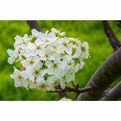Online Orchards Redspire Flowering Pear Tree (Bare Root, 3 t. to 4 ft. Tall)