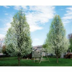 Online Orchards Redspire Flowering Pear Tree (Bare Root, 3 t. to 4 ft. Tall) -Online Orchards store online orchards ornamental trees flpr002 76 1000