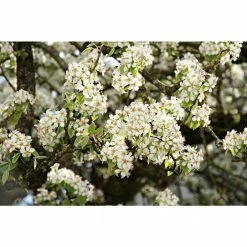 Online Orchards Redspire Flowering Pear Tree (Bare Root, 3 t. to 4 ft. Tall) -Online Orchards store online orchards ornamental trees flpr002 fa 1000