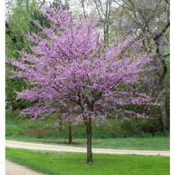 Online Orchards Eastern Redbud Tree Bare Root -Online Orchards store online orchards ornamental trees flrb001 1f 1000