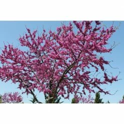 Online Orchards Eastern Redbud Tree Bare Root -Online Orchards store online orchards ornamental trees flrb001 44 1000
