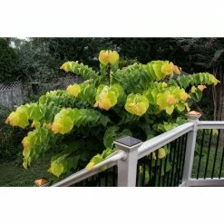 Online Orchards Eastern Redbud Tree Bare Root -Online Orchards store online orchards ornamental trees flrb001 4f 1000