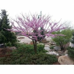 Online Orchards Eastern Redbud Tree Bare Root -Online Orchards store online orchards ornamental trees flrb001 76 1000