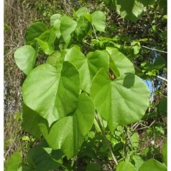 Online Orchards Eastern Redbud Tree Bare Root -Online Orchards store online orchards ornamental trees flrb001 fa 1000