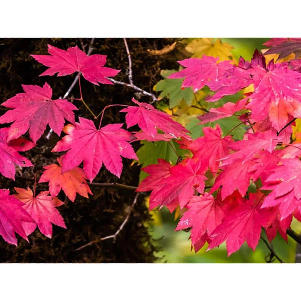 Online Orchards 1 Gal. Pacific Vine Maple Tree - Shade Loving Compact Form with Intricate Branching Patterns (2-Pack) 2 Online Orchards 1 Gal. Pacific Vine Maple Tree - Shade Loving Compact Form with Intricate Branching Patterns (2-Pack) - Image 2