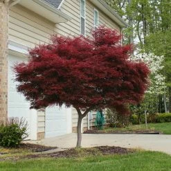 Online Orchards 1 Gal. Bloodgood Japanese Maple Tree - Dark Red Leaves, Cold Hardy, Bright Fall Color -Online Orchards store online orchards ornamental trees sbap001 4f 1000