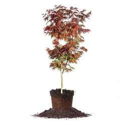 Online Orchards 1 Gal. Bloodgood Japanese Maple Tree - Dark Red Leaves, Cold Hardy, Bright Fall Color
