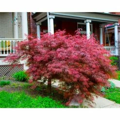 Online Orchards 2 Gal. Crimson Queen Dwarf Japanese Maple Tree with Cascading branches and Deep Crimson Color -Online Orchards store online orchards ornamental trees sbap202 1f 1000