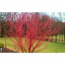 Online Orchards 2 Gal. Coral Bark Japanese Maple Tree with Brilliant Red-Coral Bark Brightly Displayed Throughout Winter 5 Online Orchards 2 Gal. Coral Bark Japanese Maple Tree with Brilliant Red-Coral Bark Brightly Displayed Throughout Winter -Online Orchards store online orchards ornamental trees sbap205 4f 1000