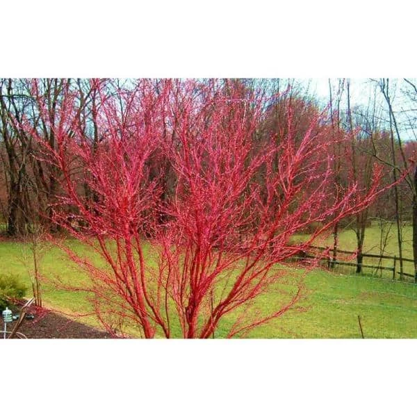 Online Orchards 2 Gal. Coral Bark Japanese Maple Tree with Brilliant Red-Coral Bark Brightly Displayed Throughout Winter 3 Online Orchards 2 Gal. Coral Bark Japanese Maple Tree with Brilliant Red-Coral Bark Brightly Displayed Throughout Winter - Image 3