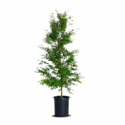 Online Orchards 2 Gal. Coral Bark Japanese Maple Tree with Brilliant Red-Coral Bark Brightly Displayed Throughout Winter