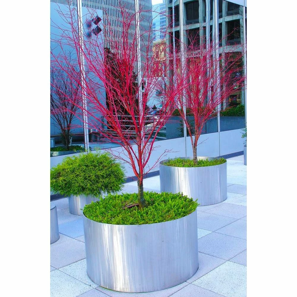 Online Orchards 2 Gal. Coral Bark Japanese Maple Tree with Brilliant Red-Coral Bark Brightly Displayed Throughout Winter 2 Online Orchards 2 Gal. Coral Bark Japanese Maple Tree with Brilliant Red-Coral Bark Brightly Displayed Throughout Winter - Image 2