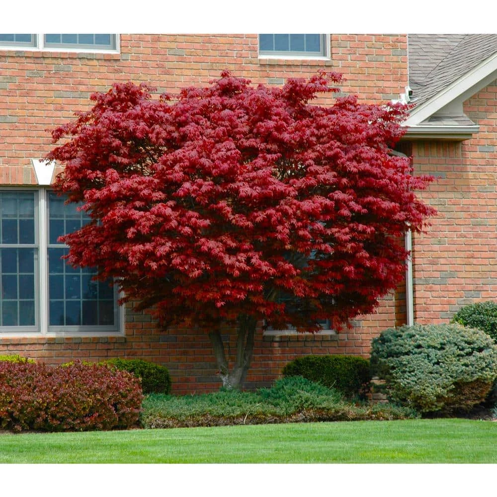 Online Orchards 3 Gal. Bloodgood Japanese Maple Tree - Cold Hardy, vivid Scarlet Autumn Foliage 1 Online Orchards 3 Gal. Bloodgood Japanese Maple Tree - Cold Hardy, vivid Scarlet Autumn Foliage