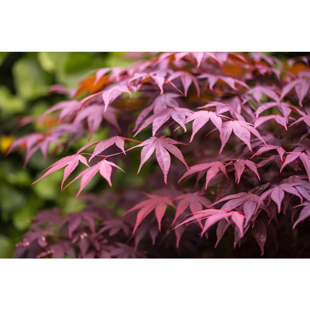 Online Orchards 3 Gal. Bloodgood Japanese Maple Tree - Cold Hardy, vivid Scarlet Autumn Foliage 2 Online Orchards 3 Gal. Bloodgood Japanese Maple Tree - Cold Hardy, vivid Scarlet Autumn Foliage - Image 2
