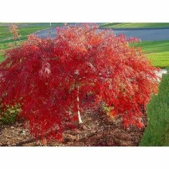 Online Orchards 3 Gal. Crimson Queen Dwarf Japanese Maple Tree with Attractive Crimson Foliage and Weeping Limbs -Online Orchards store online orchards ornamental trees sbap302 4f 1000