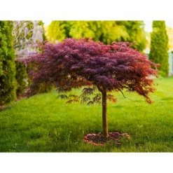 Online Orchards 3 Gal. Red Dragon Japanese Maple Tree with Intricate Lacy Purple Leaves