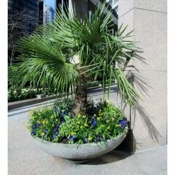 Online Orchards 1 Gal. Windmill Cold Hardy Palm Tree (2-Pack) -Online Orchards store online orchards ornamental trees sbpm001 4f 1000