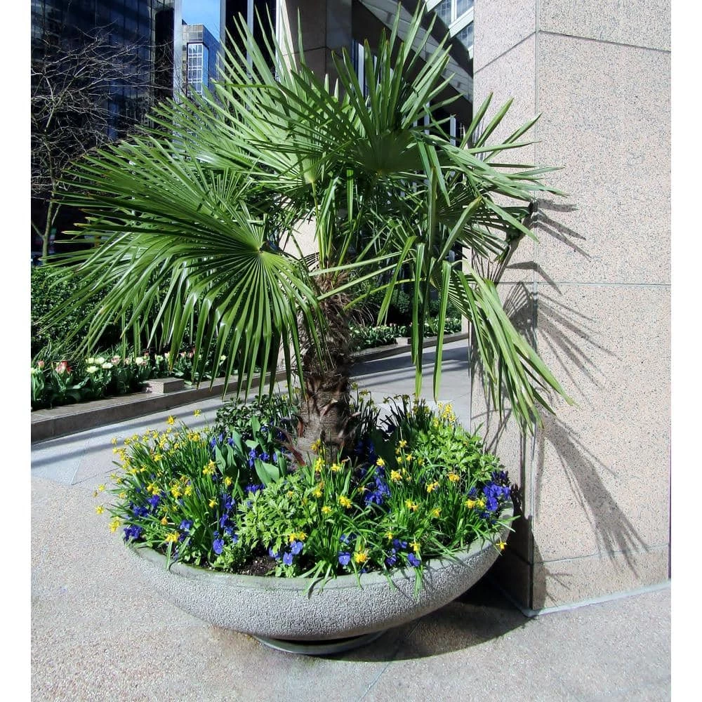 Online Orchards 5 Gal. Windmill Palm Tree - Among the most cold hardy palm trees 3 Online Orchards 5 Gal. Windmill Palm Tree - Among the most cold hardy palm trees - Image 3