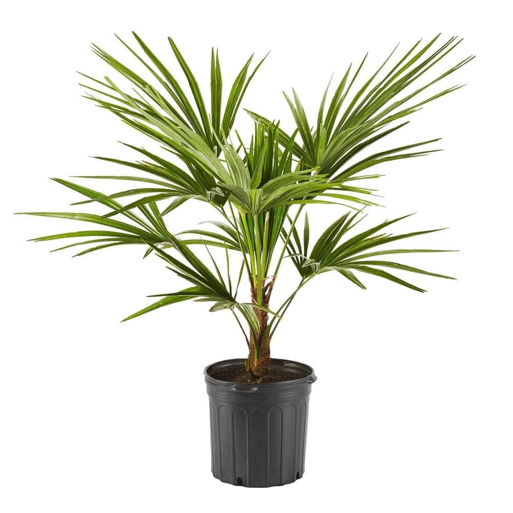Online Orchards 5 Gal. Windmill Palm Tree - Among the most cold hardy palm trees 1 Online Orchards 5 Gal. Windmill Palm Tree - Among the most cold hardy palm trees