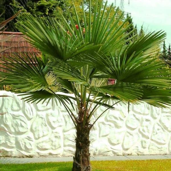 Online Orchards 5 Gal. Windmill Palm Tree - Among the most cold hardy palm trees 2 Online Orchards 5 Gal. Windmill Palm Tree - Among the most cold hardy palm trees - Image 2