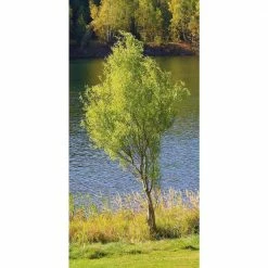 Online Orchards 3 ft. - 4 ft. Tall Bare-Root Corkscrew Willow Tree -Online Orchards store online orchards ornamental trees shwi003 1f 1000
