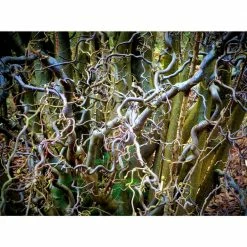 Online Orchards 3 ft. - 4 ft. Tall Bare-Root Corkscrew Willow Tree -Online Orchards store online orchards ornamental trees shwi003 4f 1000