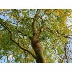 Online Orchards 3 ft. - 4 ft. Tall Bare-Root Corkscrew Willow Tree