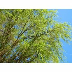 Online Orchards 3 ft. - 4 ft. Tall Bare-Root Corkscrew Willow Tree -Online Orchards store online orchards ornamental trees shwi003 76 1000