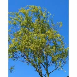 Online Orchards 3 ft. - 4 ft. Tall Bare-Root Corkscrew Willow Tree -Online Orchards store online orchards ornamental trees shwi003 fa 1000