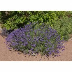 Online Orchards 1 Gal. English Lavender Plant with Incredible Purple Color and Fragrance (2-Pack) -Online Orchards store online orchards perennials sblv001 4f 1000