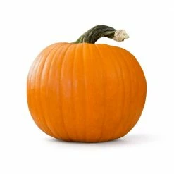 Online Orchards Live Jack-O-Lantern Pumpkin Freshly Harvested for Carving (Medium 20 lbs. Size)