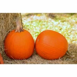 Online Orchards 2 Live Pie Pumpkin Freshly Harvested (Small 5 lbs. Size Each)