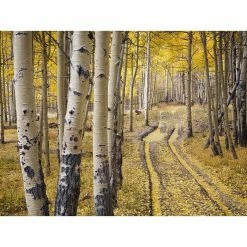 Online Orchards Quaking Aspen Tree Bare Root -Online Orchards store online orchards shade trees shan001 1f 1000