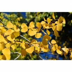 Online Orchards Quaking Aspen Tree Bare Root -Online Orchards store online orchards shade trees shan001 44 1000