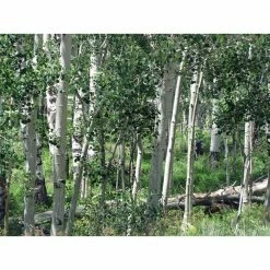 Online Orchards Quaking Aspen Tree Bare Root -Online Orchards store online orchards shade trees shan001 4f 1000