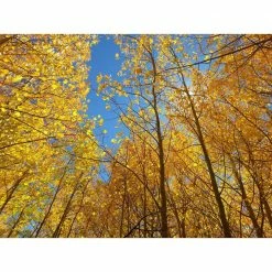 Online Orchards Quaking Aspen Tree Bare Root