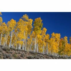 Online Orchards Quaking Aspen Tree Bare Root -Online Orchards store online orchards shade trees shan001 76 1000