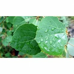 Online Orchards Quaking Aspen Tree Bare Root -Online Orchards store online orchards shade trees shan001 fa 1000
