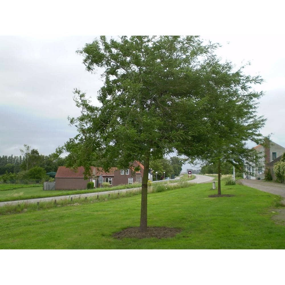 Online Orchards Honeylocust Tree Bare Root 4 Online Orchards Honeylocust Tree Bare Root - Image 4